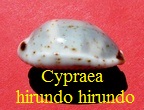 Cypraea hirundo hirundo, Linné 1758